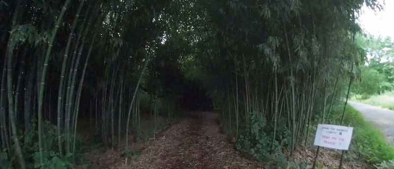 A Bamboo Forest Hiding in East Brunswick A Bamboo Forest Hiding in East Brunswick
