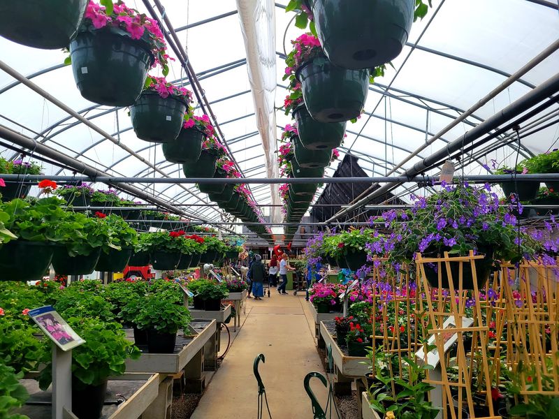 A Benton Harbor Stop Where Plants Look Ready To Go Home A Benton Harbor Stop Where Plants Look Ready To Go Home