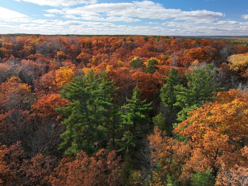 A Big Forest, Not One Bear-Spotting Trail