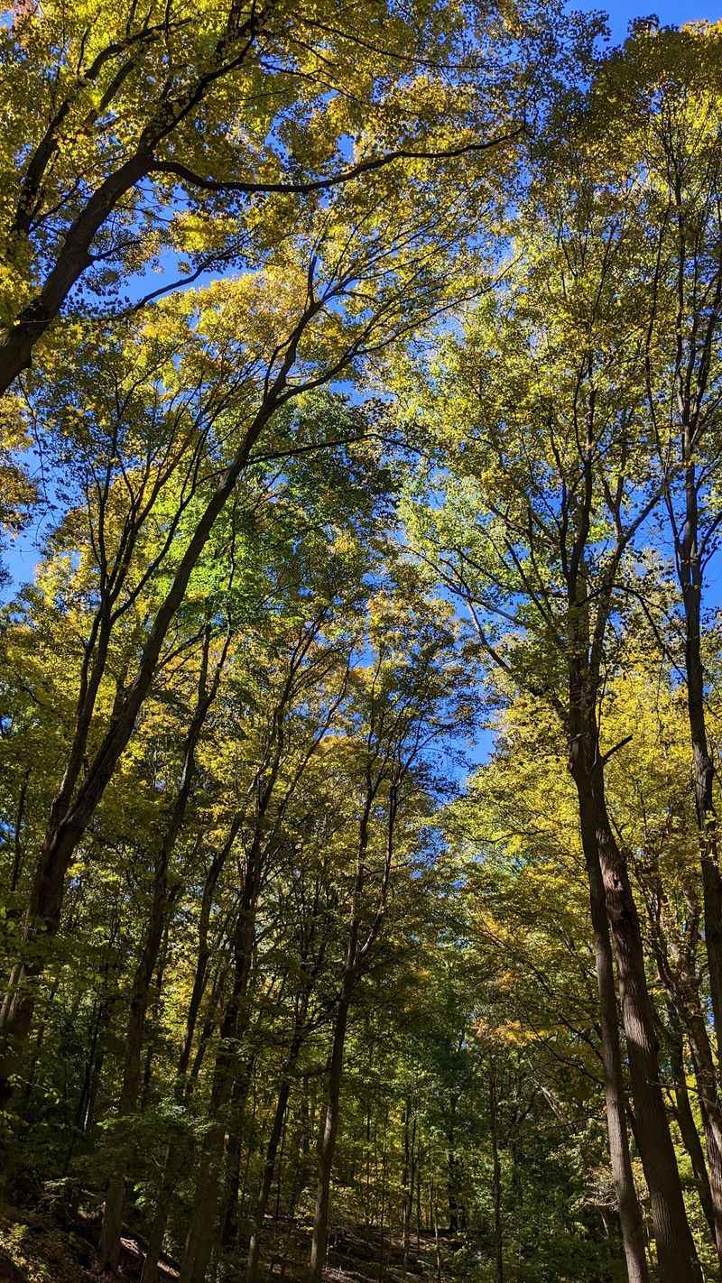 A Canopy That Changes With the Seasons A Canopy That Changes With the Seasons