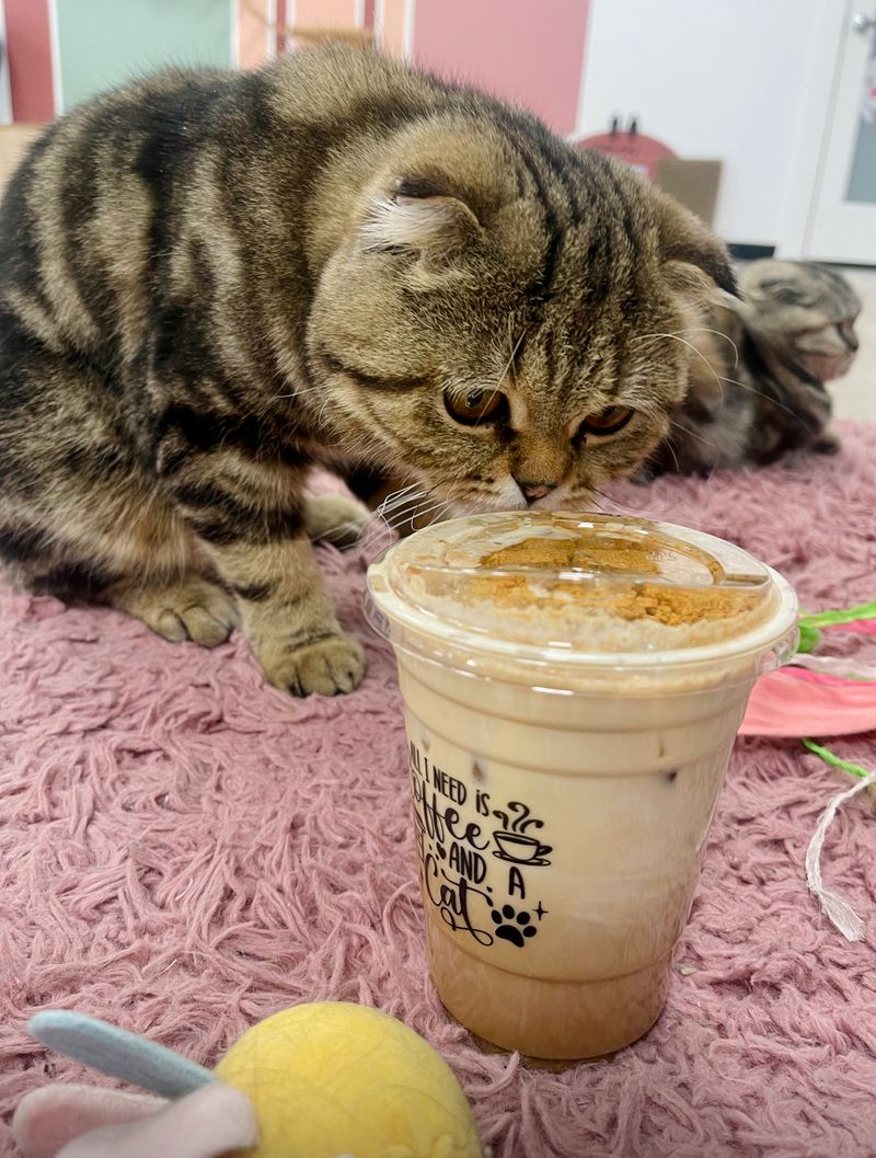 A Coffee Break With Whiskers in Motion A Coffee Break With Whiskers in Motion