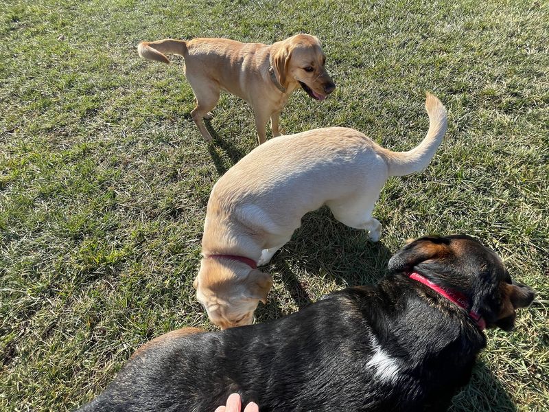 A Fenced Dog Park That Keeps Tails Wagging