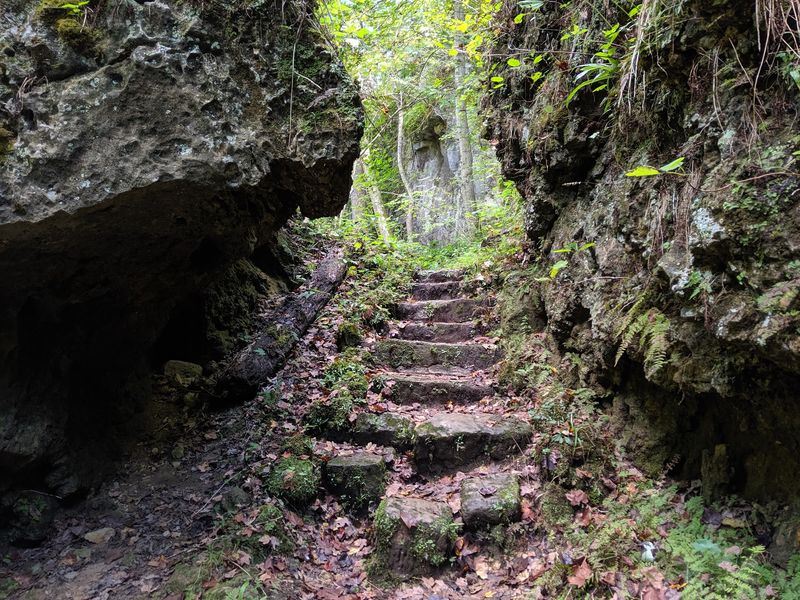 A Forest That Feels Ancient