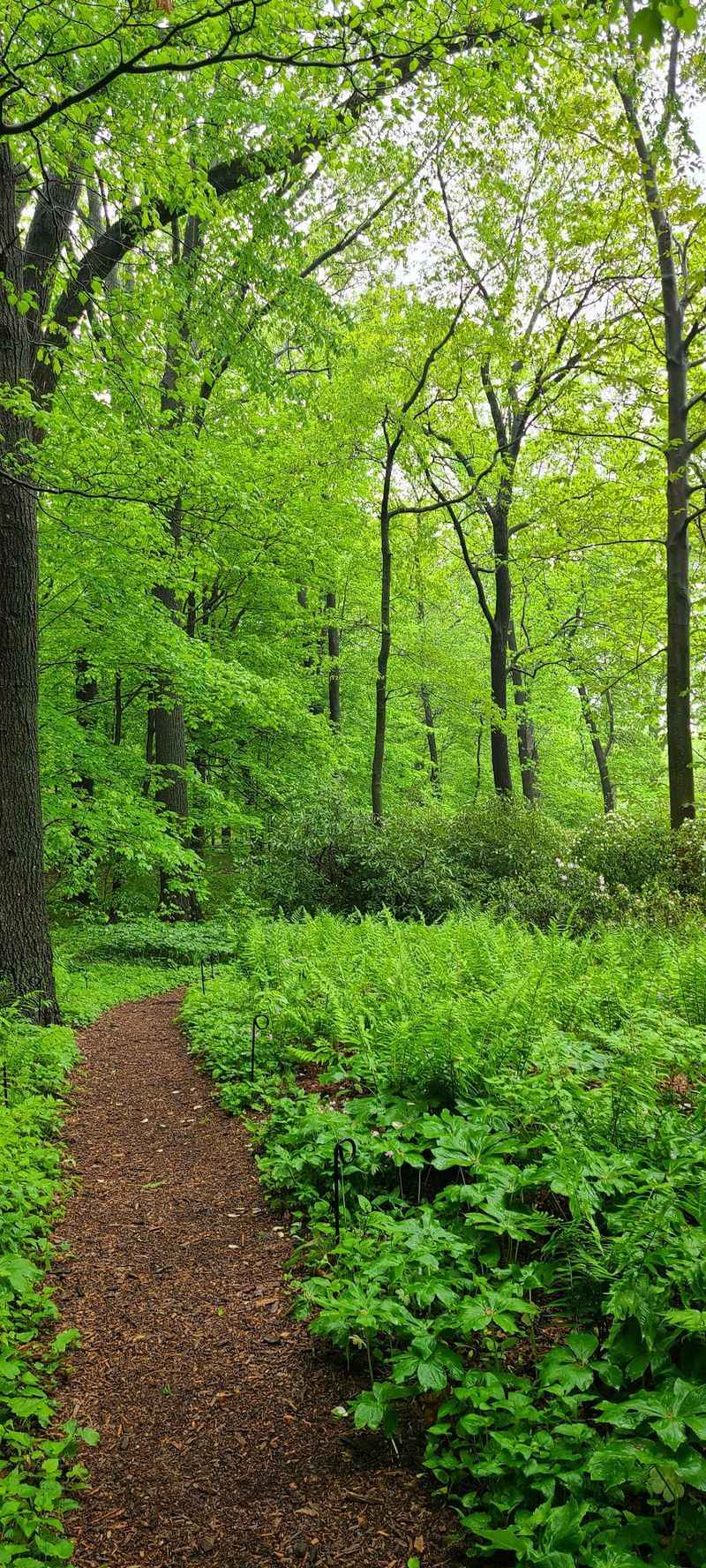 A Forest That Survived Centuries of Change A Forest That Survived Centuries of Change