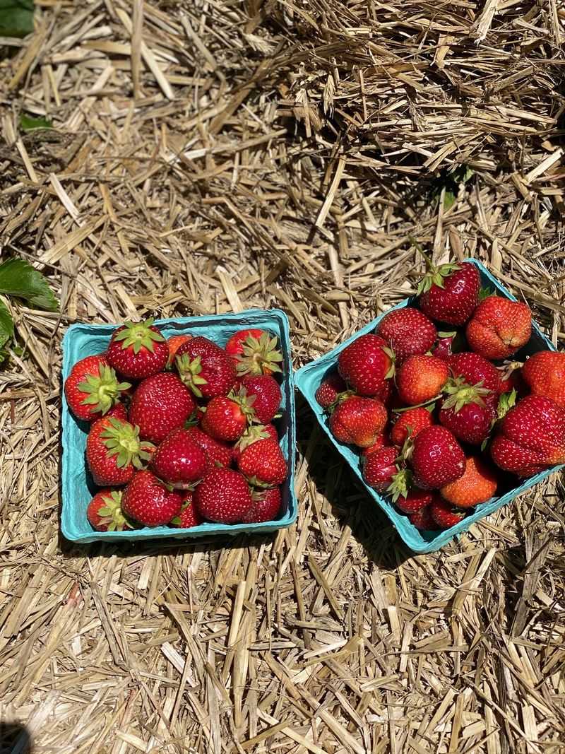 A Front Porch Strawberry Stand Grew Into a Fifth Generation Farm Market A Front Porch Strawberry Stand Grew Into a Fifth Generation Farm Market