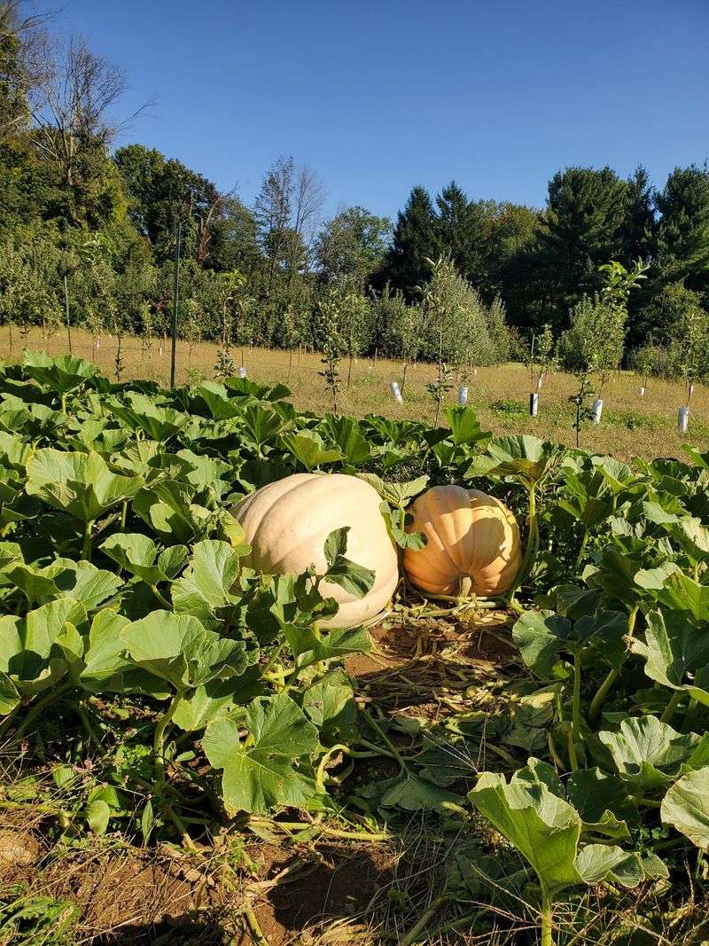 A Hay Wagon Takes You Out to Pumpkins on the Vine A Hay Wagon Takes You Out to Pumpkins on the Vine
