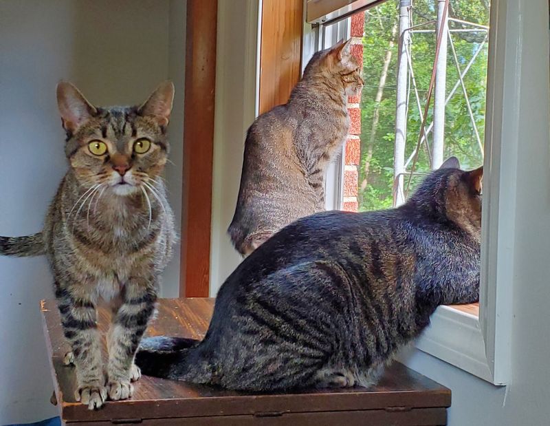 A Home for Animals With Nowhere Else to Go A Home for Animals With Nowhere Else to Go