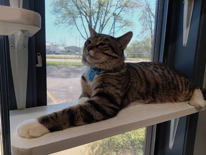 A House Full of Whiskers, Not Rows of Cages
