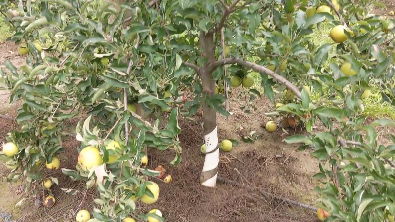 A Michigan orchard day starts with the trees