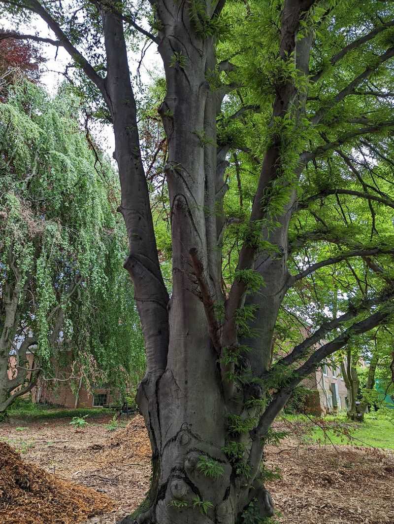 A Notable Maple And Other Impressive Giants