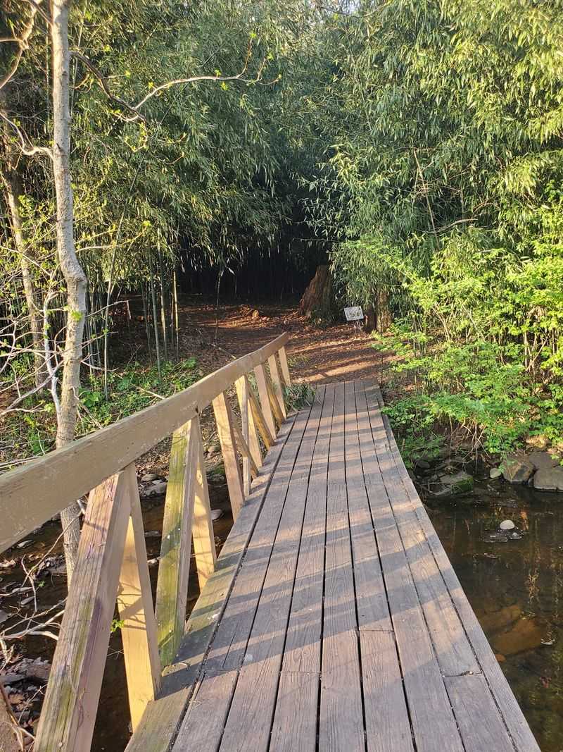 A Quiet Footbridge Crosses the Woodland Stream A Quiet Footbridge Crosses the Woodland Stream