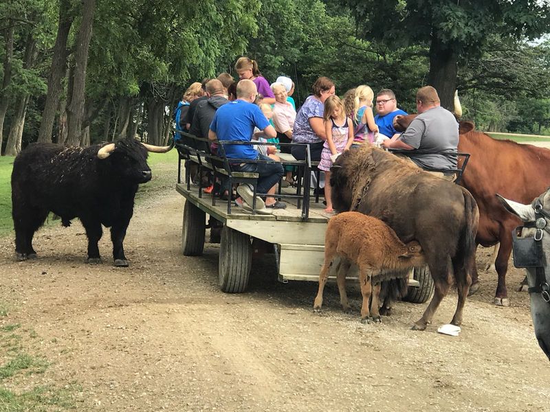 A Wagon Ride That Feels Like a Real Adventure A Wagon Ride That Feels Like a Real Adventure