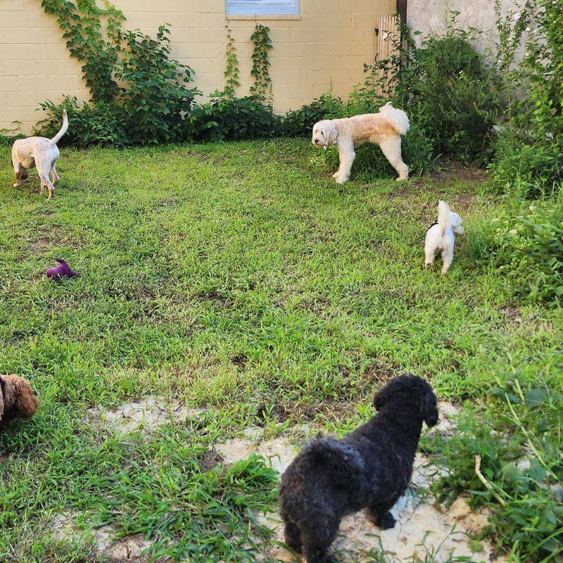 A Walled-In Play Yard Gives Pups Room to Roam A Walled-In Play Yard Gives Pups Room to Roam