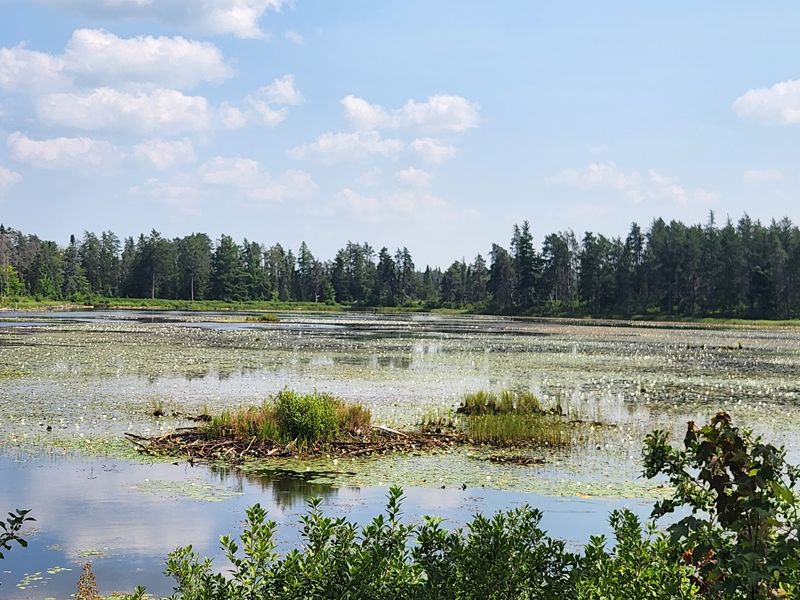 A Wetland With a Larger Story A Wetland With a Larger Story