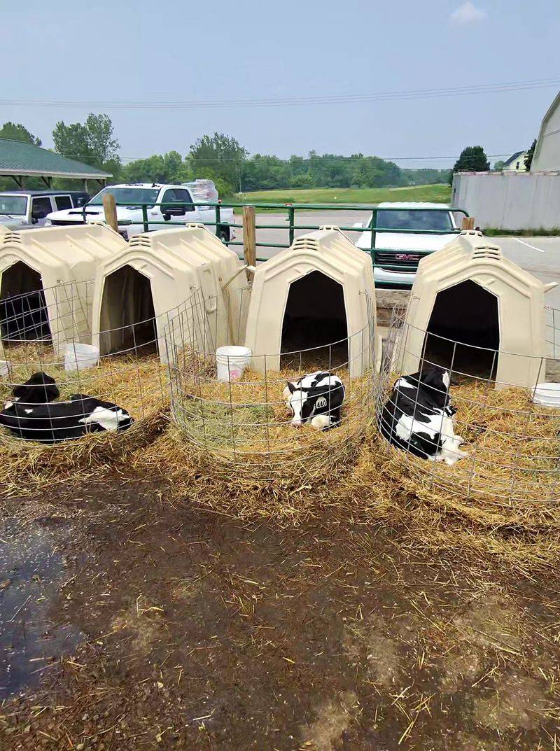 A Working Dairy, Not a Pretend Farm Stop A Working Dairy, Not a Pretend Farm Stop