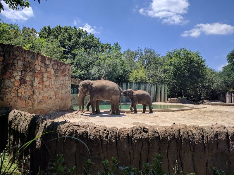 African Savanna Habitat Where Elephants Rule African Savanna Habitat Where Elephants Rule