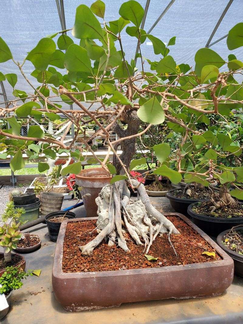 Allshapes Bonsai, Ringoes Allshapes Bonsai, Ringoes
