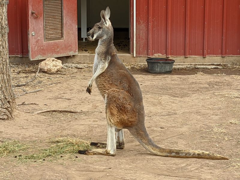 Amarillo Zoo & Sanctuary (Amarillo) Amarillo Zoo & Sanctuary (Amarillo)