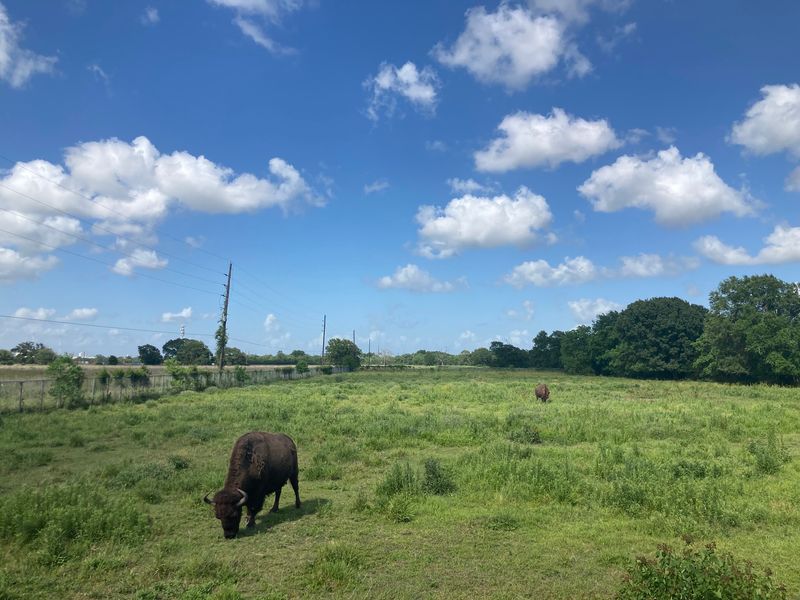 American Bison Living In A Texas Coastal Prairie American Bison Living In A Texas Coastal Prairie