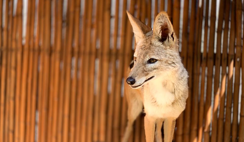 An Unexpected Animal Mix at Wild Hearts African Farm
