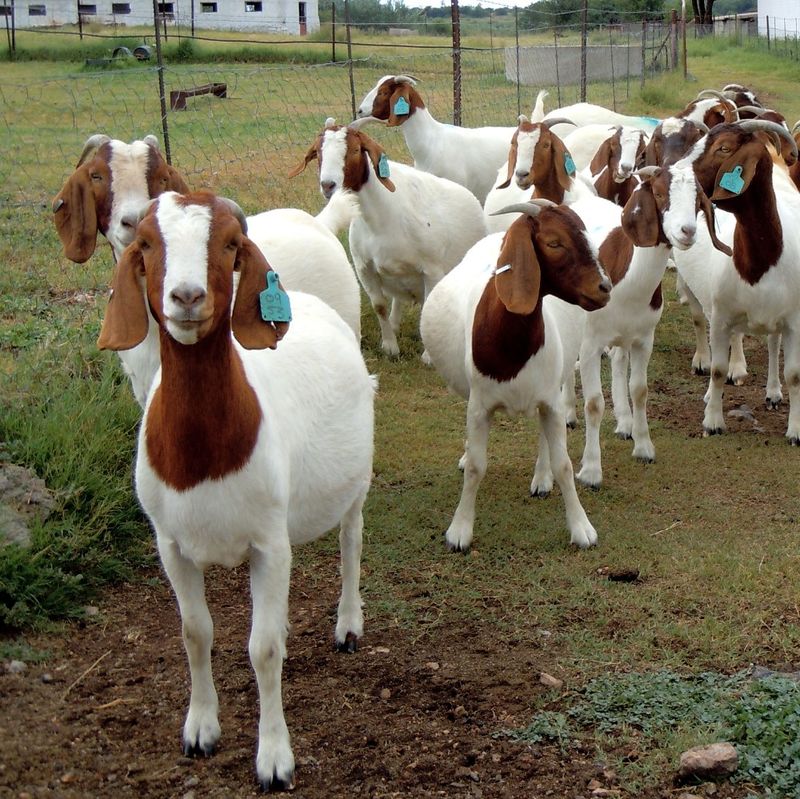 Animal Farm Texas (Blossom)