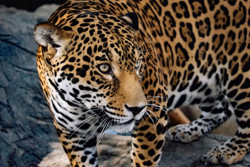 Animal World & Snake Farm Zoo (New Braunfels) Animal World & Snake Farm Zoo (New Braunfels)