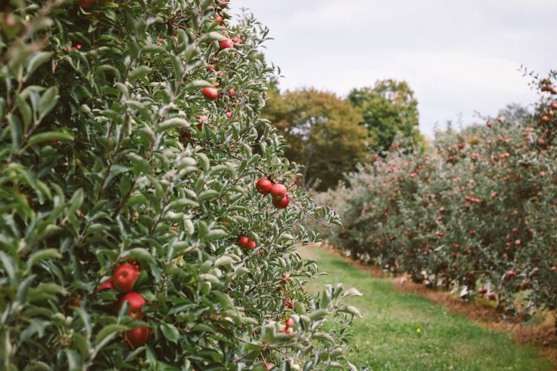 Apple Castle