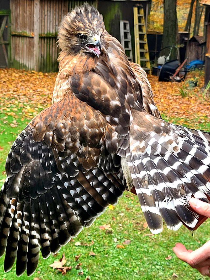 Avian Wildlife Center - Wantage Avian Wildlife Center - Wantage
