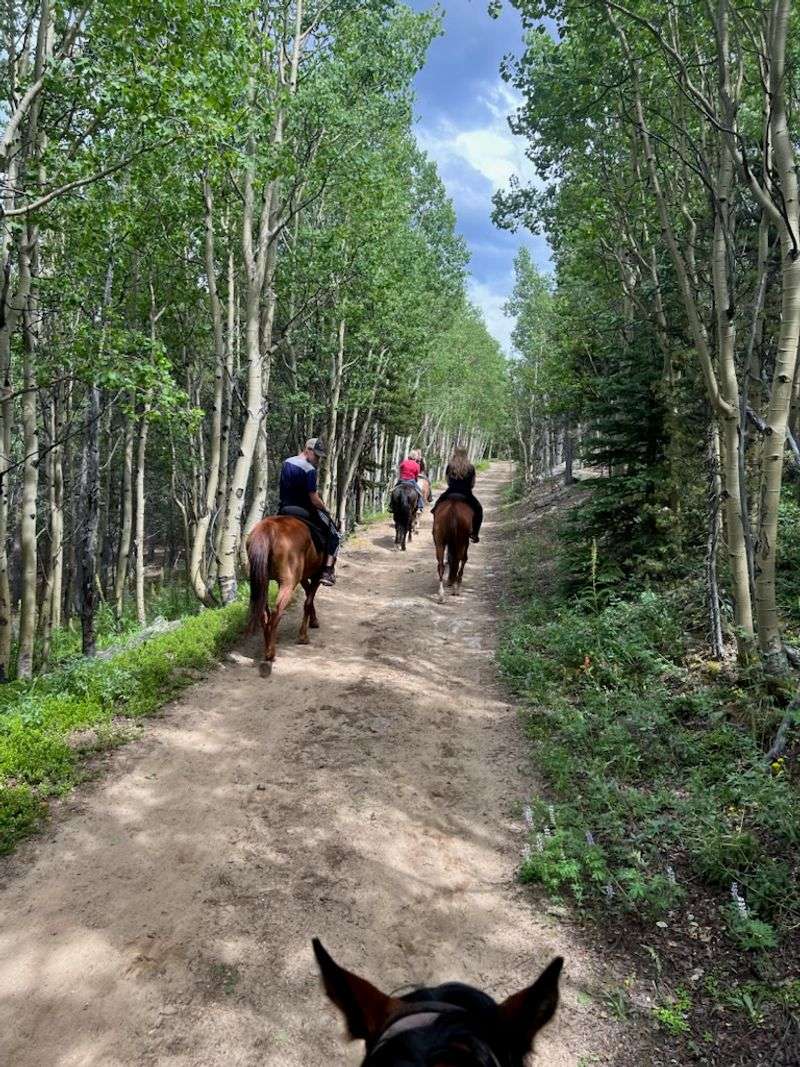 Horses That Keep The Ride Calm And Enjoyable Horses That Keep The Ride Calm And Enjoyable