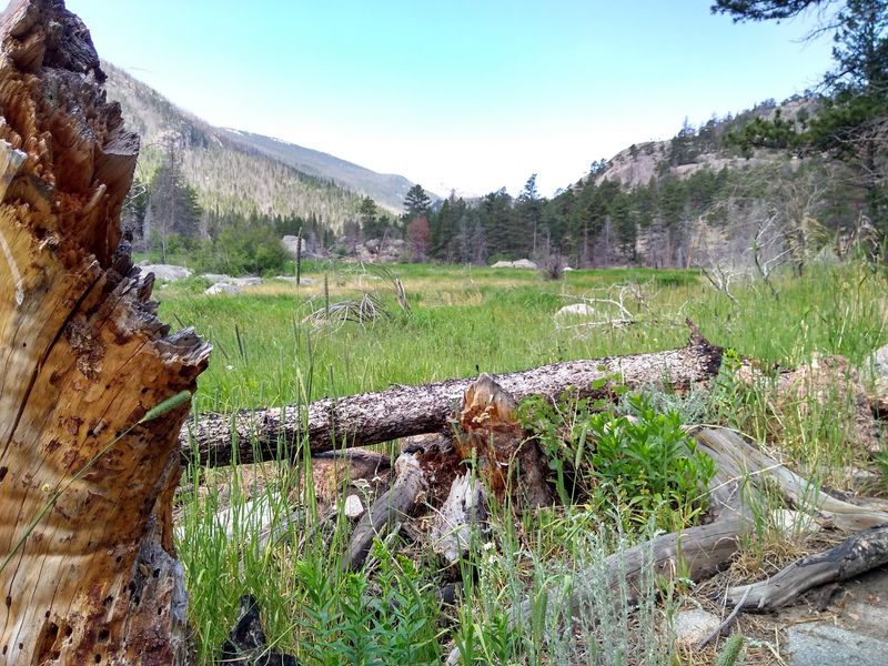 Best Fall Timing for Hearing Elk Best Fall Timing for Hearing Elk