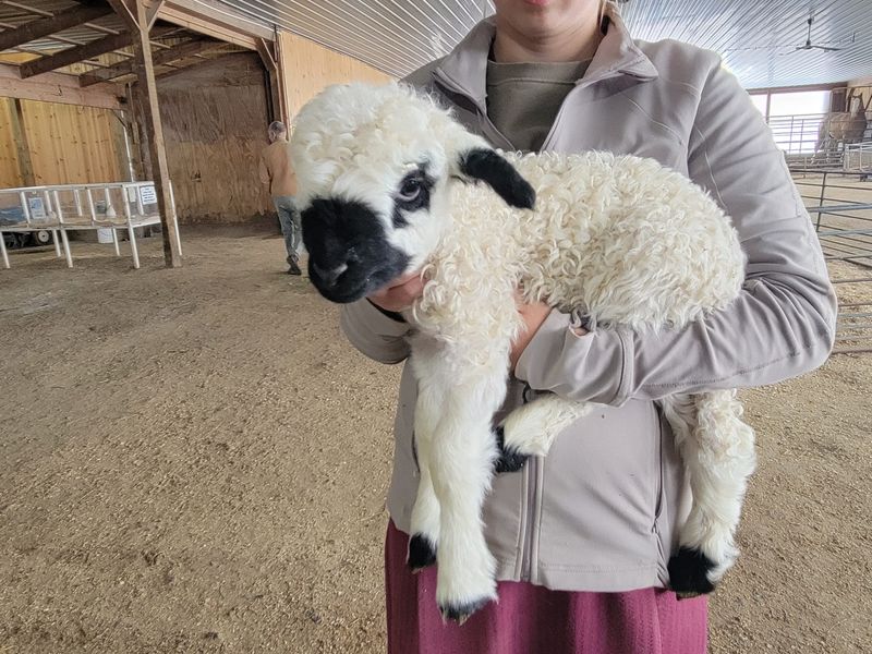 Bakery Smells and Barnyard Fun at Hershberger's Farm & Bakery