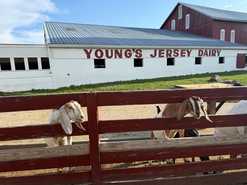 Barnyard Encounters Kids Remember Barnyard Encounters Kids Remember