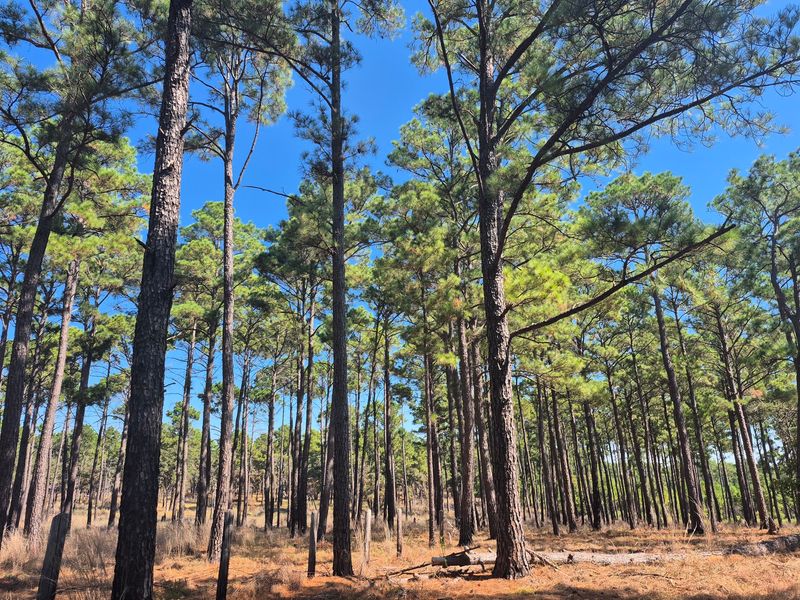 Bastrop State Park (Bastrop) Bastrop State Park (Bastrop)