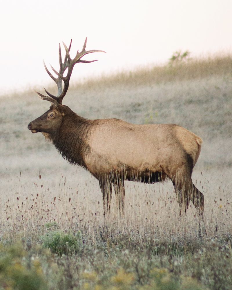 Benezette & Elk Country