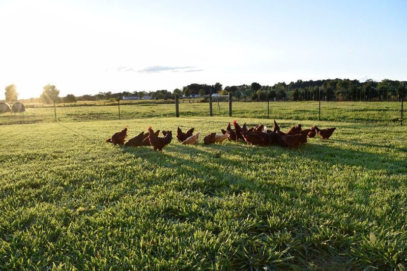 Bennett Farms - Edwardsburg Bennett Farms - Edwardsburg