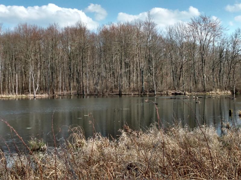 Bernard W. Baker Sanctuary, Bellevue: Where Michigan's Crane Comeback Began Bernard W. Baker Sanctuary, Bellevue: Where Michigan's Crane Comeback Began