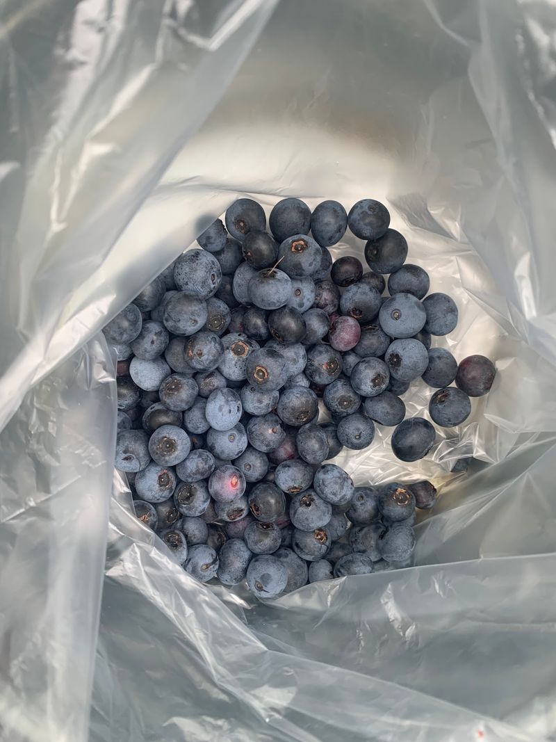 Berney Blueberry Farm – Powell Berney Blueberry Farm – Powell