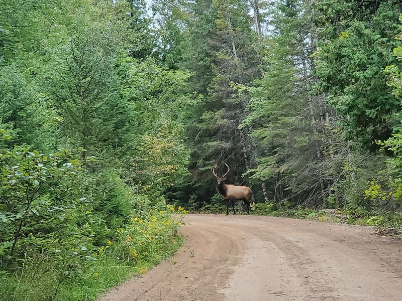 Beyond Elk Calls, Trails, Rivers, and Quiet Corners Beyond Elk Calls, Trails, Rivers, and Quiet Corners