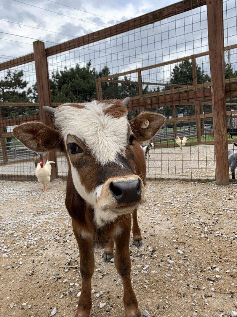 Beyond the Barnyard at Wild Acres Ranch