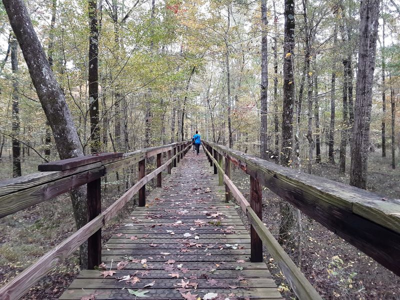 Big Hill Pond State Park - Dismal Swamp Boardwalk & Observation Tower, Pocahontas Big Hill Pond State Park - Dismal Swamp Boardwalk & Observation Tower, Pocahontas