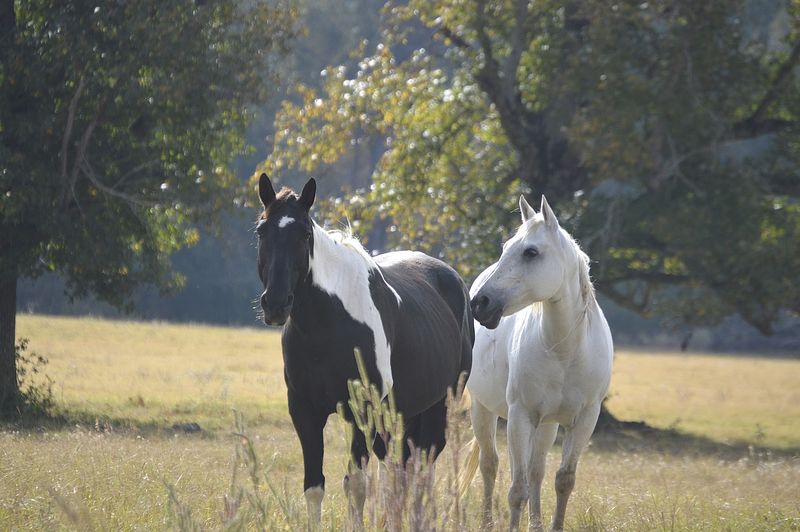 Black Beauty Ranch (Murchison) Black Beauty Ranch (Murchison)