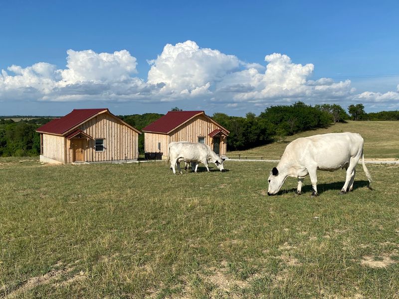 Blue Hills Ranch & Giraffe Sanctuary (McGregor)