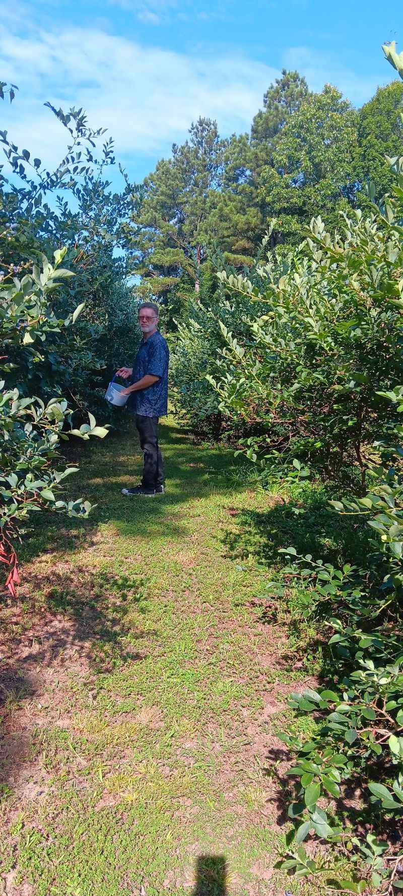 Blueberry Ridge Farm – Decaturville Blueberry Ridge Farm – Decaturville