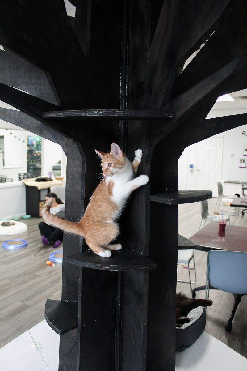Book the Cats, Then Bring Your Socks Book the Cats, Then Bring Your Socks