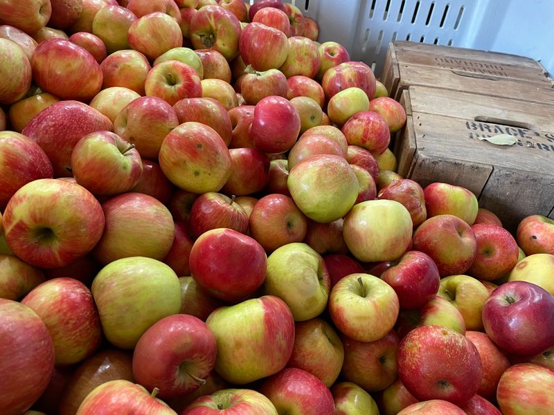 Brace’s Orchard