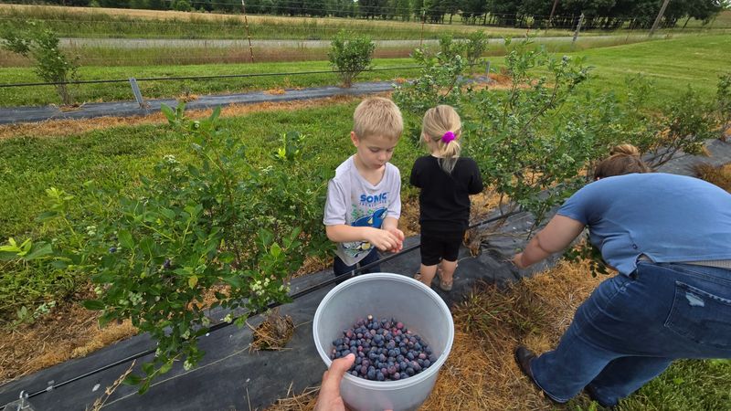 Bradley Kountry Acres – Cottontown Bradley Kountry Acres – Cottontown