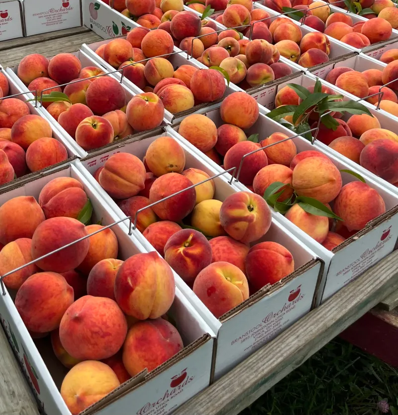 Branstool Orchards – Utica
