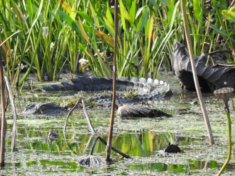 Brazos Bend State Park (Needville) Brazos Bend State Park (Needville)
