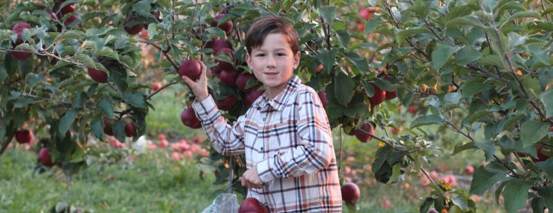 Brecknock Orchard