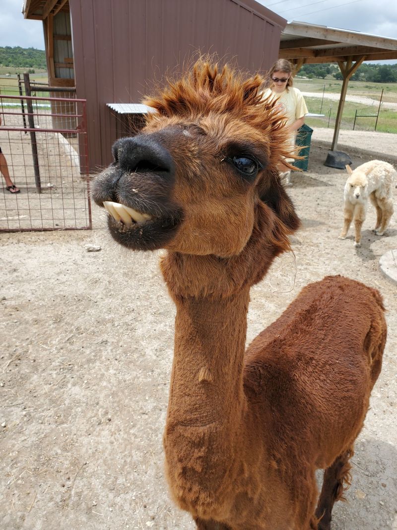 Buena Vista Wildlife Safari (Evant)